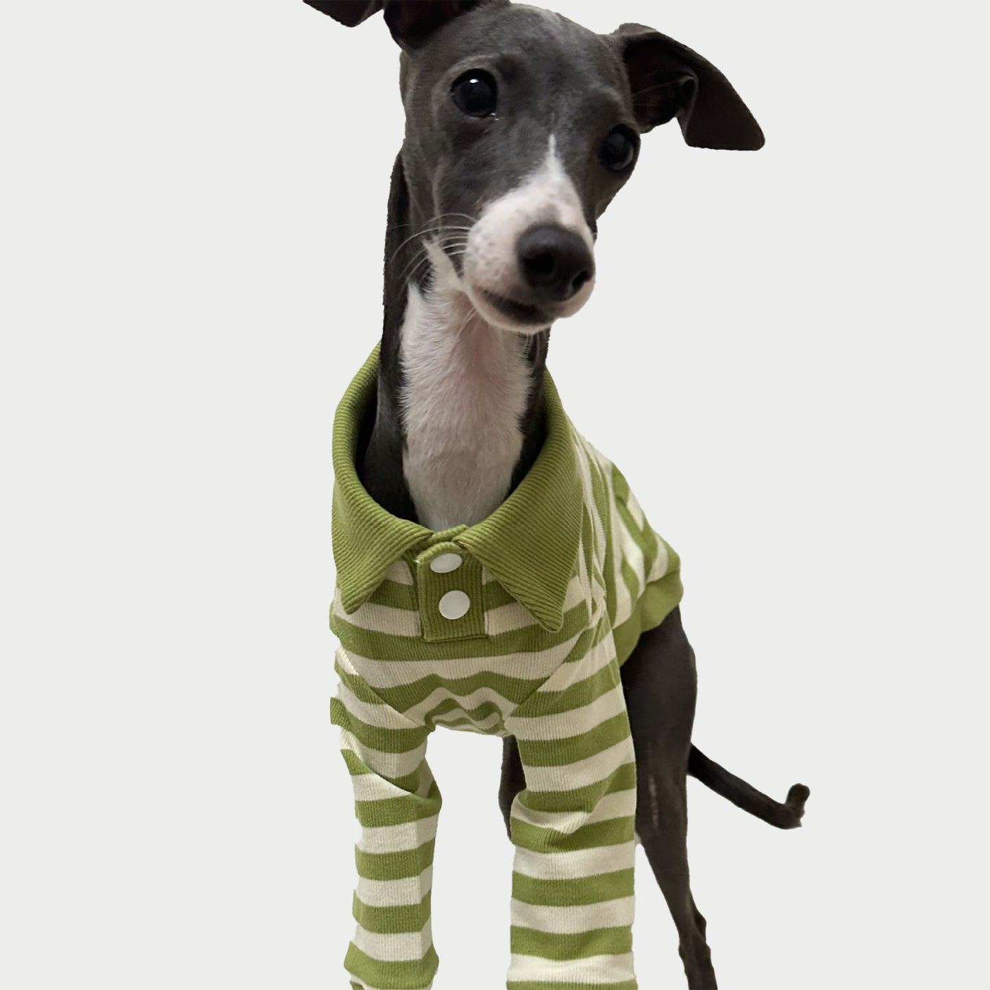 2-Leg | Striped Cotton Dog Polo Shirt